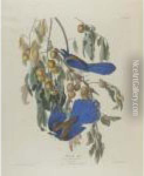 Florida Jay (plate Lxxxvii) Oil Painting - John James Audubon