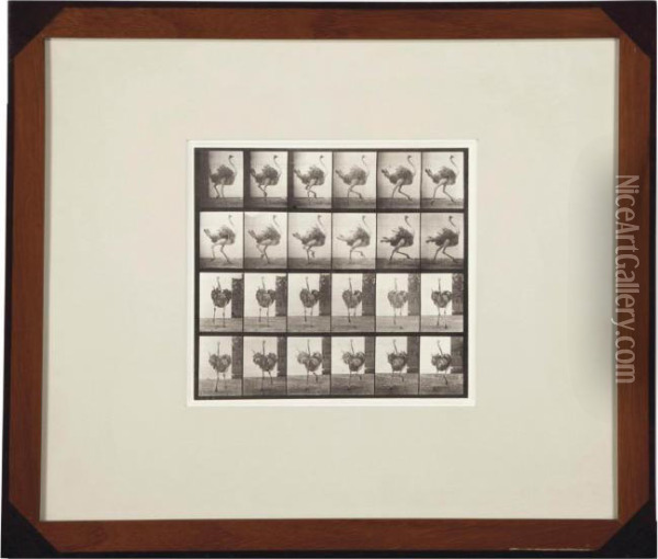 Animal Locomotion Oil Painting - Eadweard Muybridge