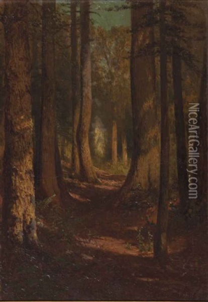 A Tree Lined Path Through The Woods Oil Painting - Thomas Hill
