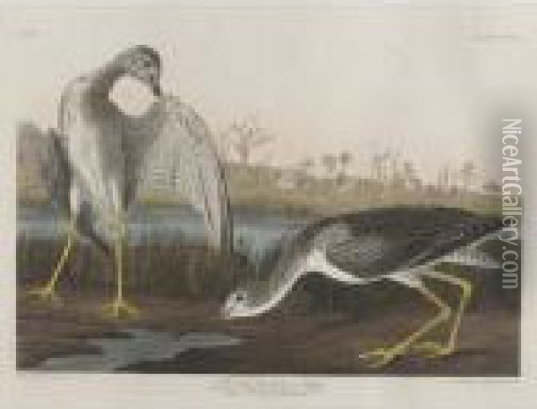 Tell-tale Goodwit Or Snipe Oil Painting - John James Audubon