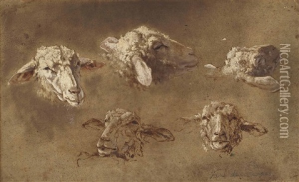 Five Studies Of The Head Of A Sheep Oil Painting - Simon van der Does