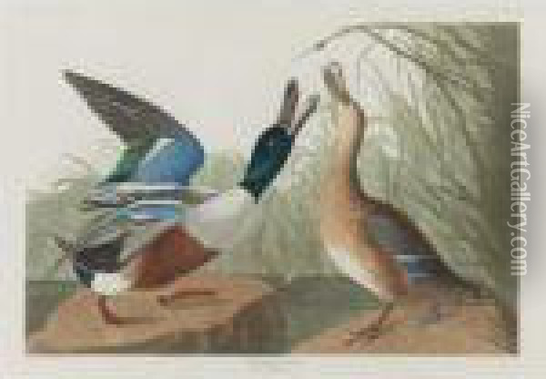 Shoveller Duck (plate Cccxxvii) Oil Painting - John James Audubon