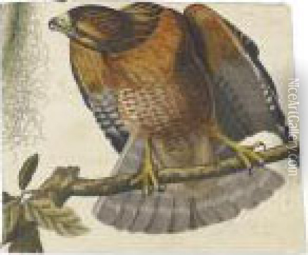 Red-shouldered Hawk Oil Painting - John James Audubon