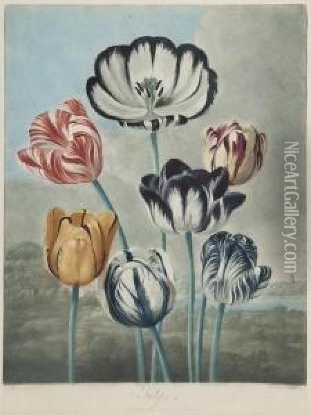 Tulips Oil Painting - Robert John, Dr. Thornton