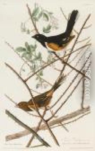 Towee Bunting. Fringilla Erythropthalma Oil Painting - John James Audubon