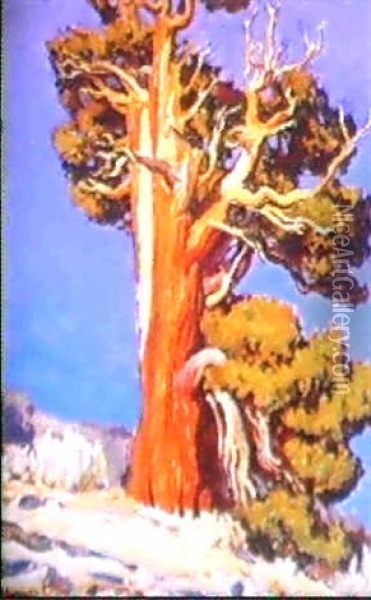Ancient Juniper Oil Painting - Maynard Dixon