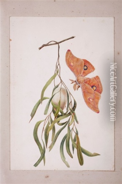 Caterpillar Of Saturnia (+ 20 Others; Folio Of 21)(+ Floral Study, Work On Paper; 22 Works) Oil Painting - Eliza Blyth