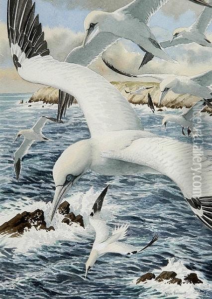 Gannets Fishing Oil Painting - John F Tennant