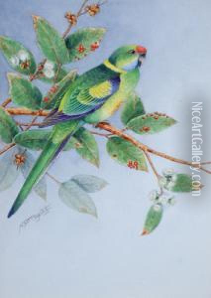 Ring Necked Parrot Oil Painting - Neville, Will. Cayley Jnr.