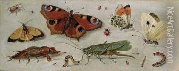 Studies Of Butterflies, Moths, A Dragonfly, A Grasshopper And Otherinsects Oil Painting - Jan van Kessel