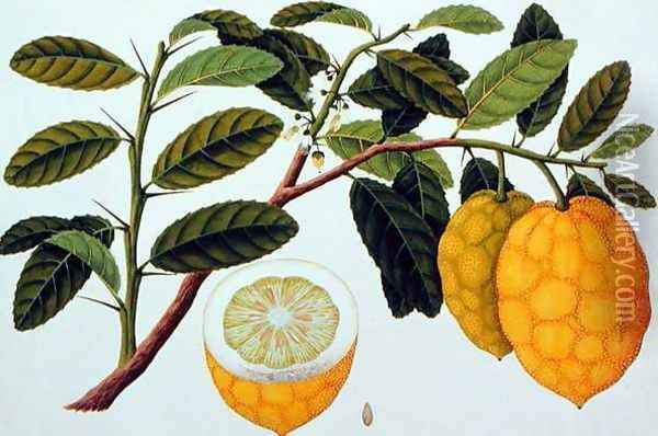 Limo Soe Sooe, Atrong or Citrus Medica, from 'Drawings of Plants from Malacca', c.1805-18 Oil Painting - Anonymous Artist