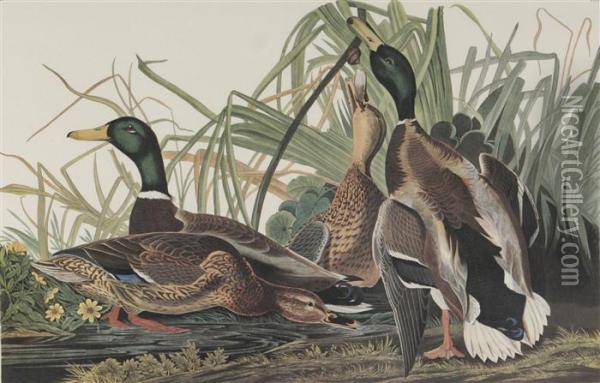 Canvased-back Duck Oil Painting - John James Audubon