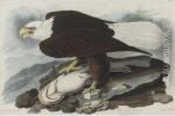 White-headed Eagle (plate Xxxi) Oil Painting - John James Audubon