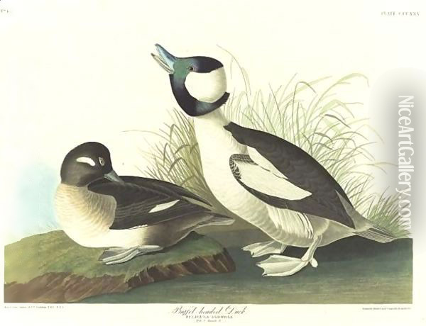 And Buffel-Headed Duck Oil Painting - John James Audubon