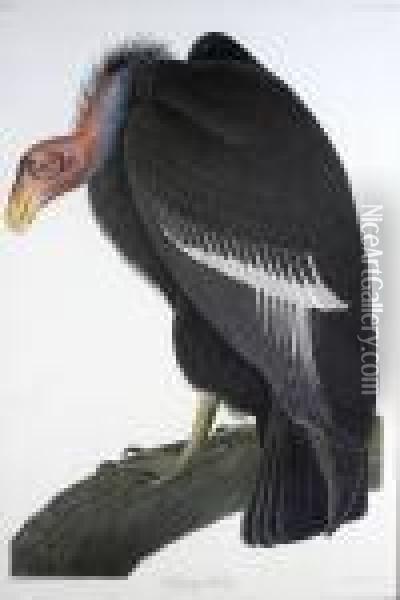 California Vulture Oil Painting - John James Audubon