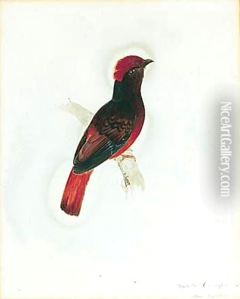 A Red Chatterer Oil Painting - Edward Lear