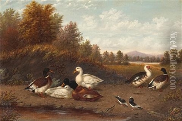 A Raft Of Ducks Near A Pond Oil Painting - Howard L. Hill