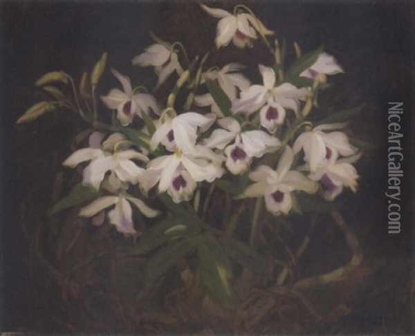 Dendrobium Orchids Oil Painting - Stuart James Park