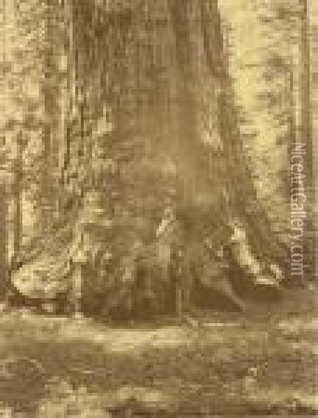 Grizzly Giant Oil Painting - Carleton E. Watkins