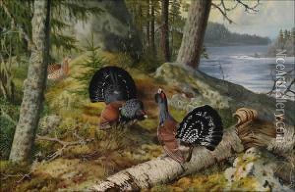 Metsojensoidintaa. Oil Painting - Matti Karppanen