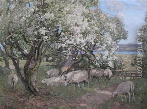 Sheep Grazing Beneath Blossoming Trees Oil Painting - William Macbride