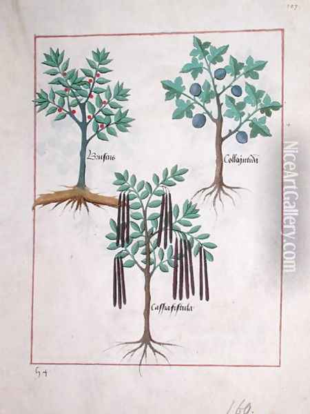 Illustration from the Book of Simple Medicines by Mattheaus Platearius d.c.1161 c.1470 8 Oil Painting - Robinet Testard