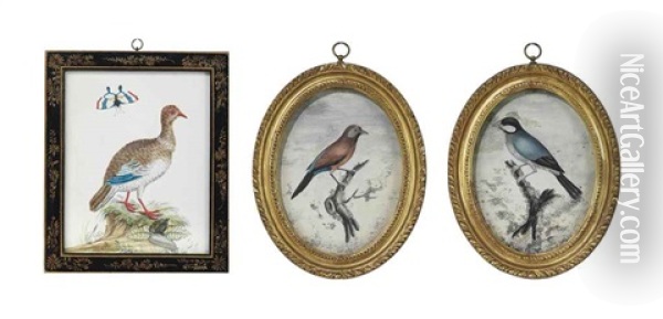 Finch Perched On A Branch (+ 2 Others; 3 Works) Oil Painting - Samuel Dixon