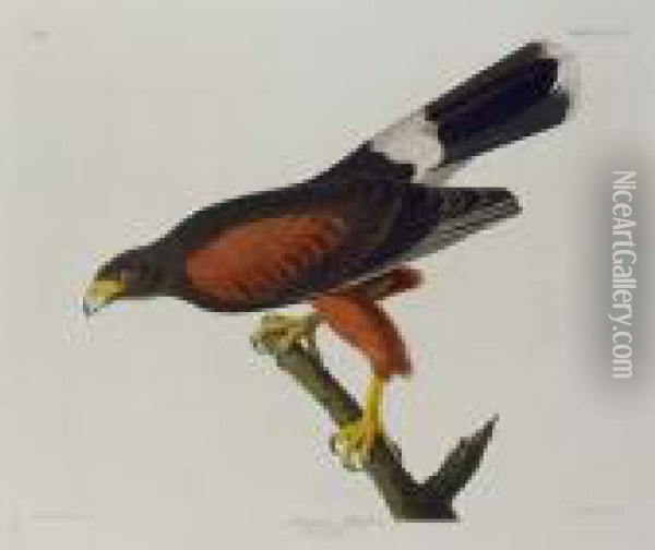 Louisiana Hawk (plate Cccxcii) Oil Painting - John James Audubon