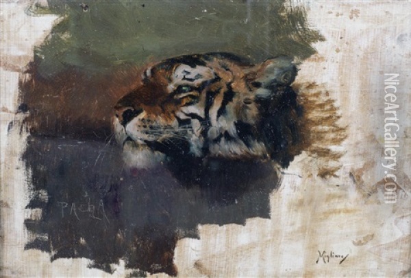 Pacha: Study Of A Tiger Oil Painting - Vincenzo Migliaro