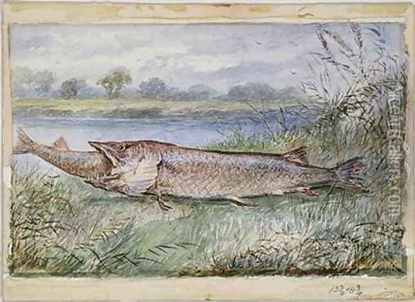 An Amazing Incident showing a Jack Pike of 6lbs attempting to swallow a Barbel of 1 3-4lbs found on Monkey Island Oil Painting - F.J. Lees