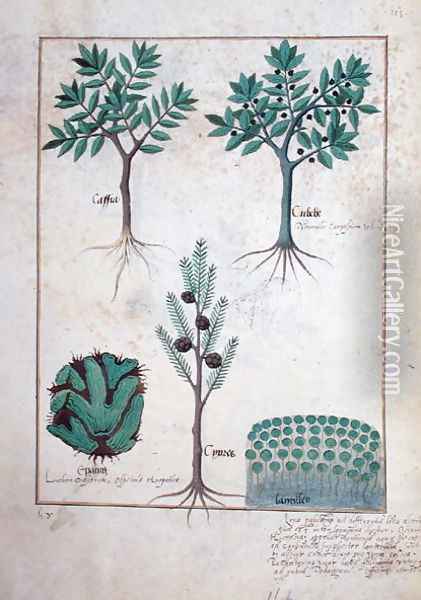 Illustration from the Book of Simple Medicines by Mattheaus Platearius d.c.1161 c.1470 16 Oil Painting - Robinet Testard