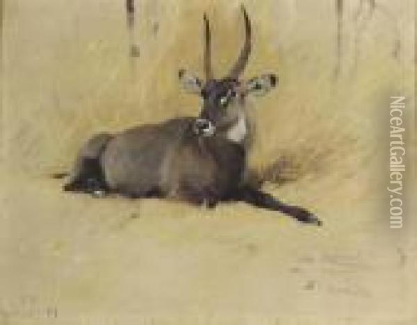 A Common Waterbuck Oil Painting - Wilhelm Kuhnert