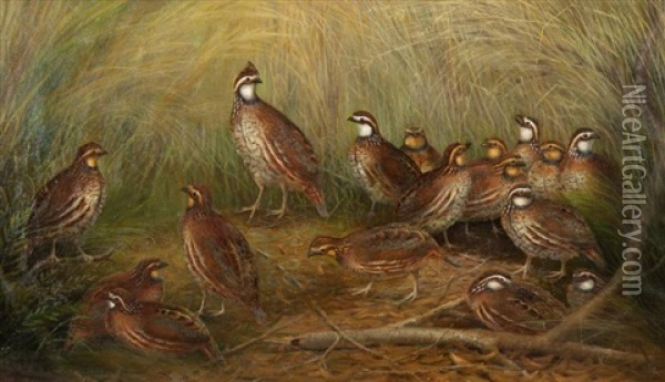 Family Of Quail Oil Painting - Gerard Rutgers Hardenbergh