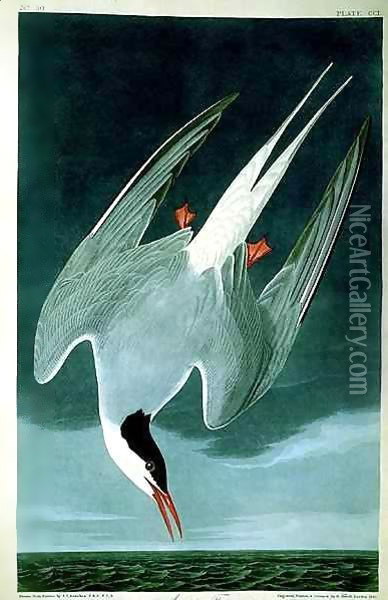 Arctic Tern, from 'Birds of America' Oil Painting - John James Audubon
