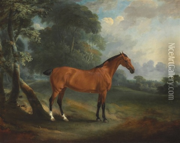 A Bay Hunter In A Wooded Landscape Oil Painting - John E. Ferneley