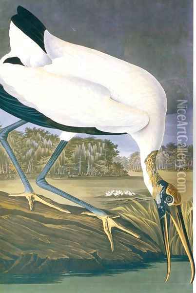 American Stork Oil Painting - John James Audubon