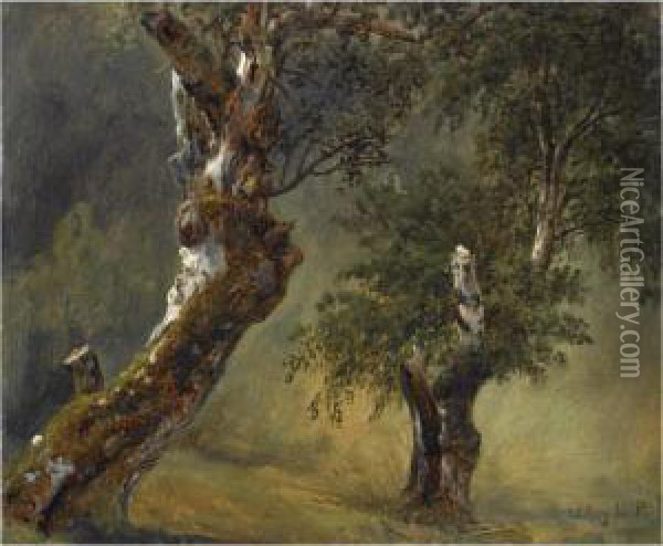 Studie Av Traer (study Of Trees) Oil Painting - Thomas Fearnley