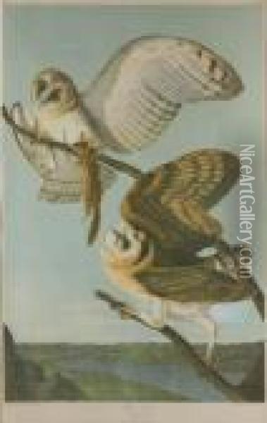 Barn Owl Oil Painting - John James Audubon