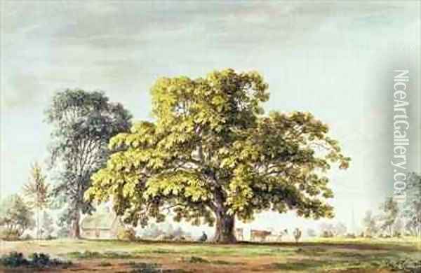 A Walnut Tree at Denton near Grantham Oil Painting - Anthony Devis