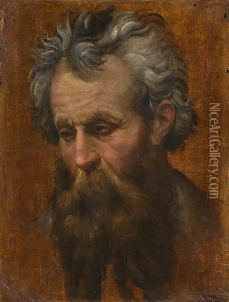 Study For The Head Of A Man Looking Down Oil Painting - Bartolomeo Passarotti