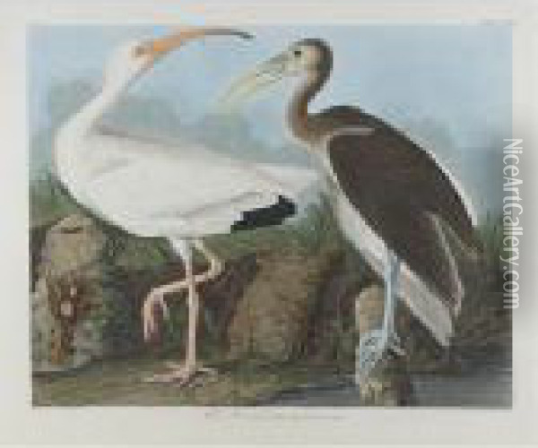 White Ibis (plate Ccxxii) Oil Painting - John James Audubon