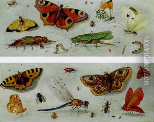 Butterflies, Moths, A Dragonfly, A Grasshopper And Other Insects Oil Painting - Jan van Kessel the Elder