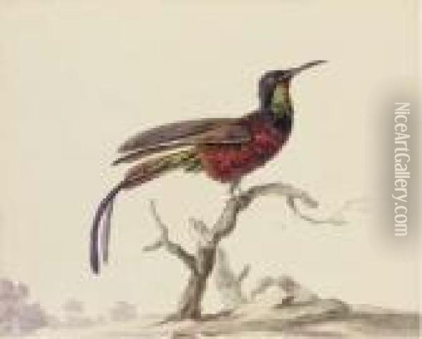 A Bird Of Paradise On A Branch Oil Painting - Aert Schouman