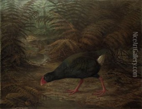 A Moho Takahe, Notornis Mantelli Oil Painting - Johannes Gerardus Keulemans