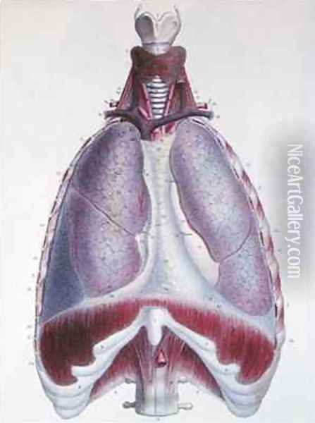 Anatomy of the lungs from Manuel dAnatomie descriptive du Corps Humain Oil Painting - Haincelin