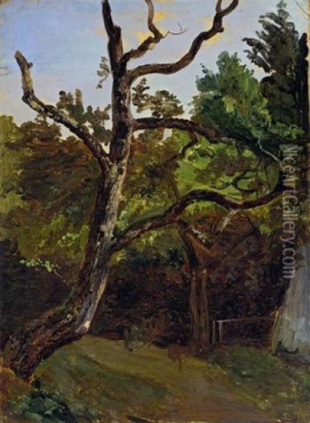 Tree (study) Oil Painting - Christian Friedrich Gille