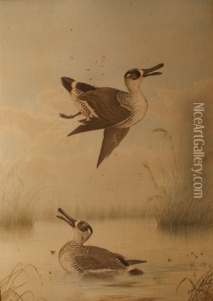 Shot Duck Oil Painting - Neville Henry Pennington Cayley