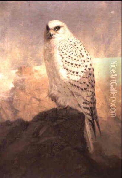 A Greenland Gry-falcon Oil Painting - Josef Wolf