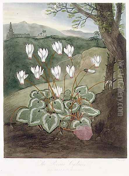 The Persian Cyclamen, engraved by Elmes, from The Temple of Flora by Robert Thornton, pub. 1804 Oil Painting - Abraham Pether