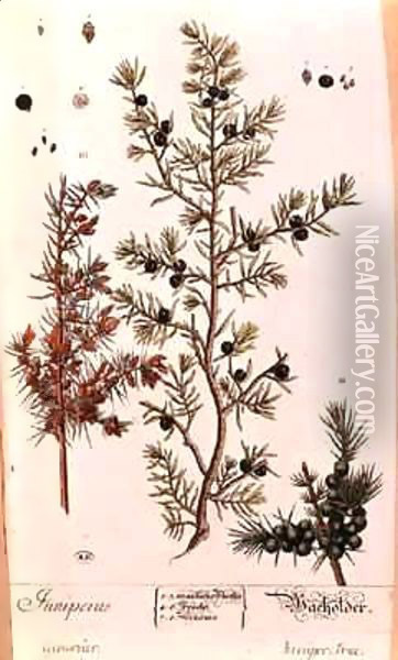 Juniper (Juniperus) plate from the German edition of 'A Curious Herbal' Oil Painting - Elizabeth Blackwell